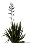 免扣植物花卉