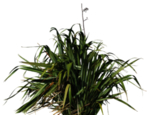 免扣植物花卉