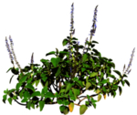免扣植物花卉