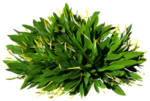 免扣植物花卉