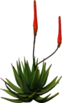 免扣植物素材