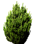 免扣针叶类植物
