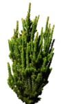 免扣针叶类植物