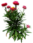 免扣花卉