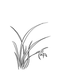 兰花