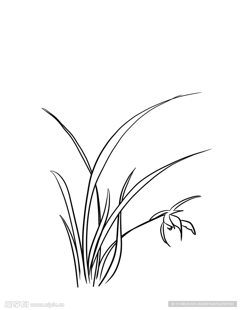 兰花