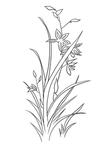 兰花