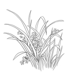 兰花