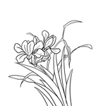 兰花