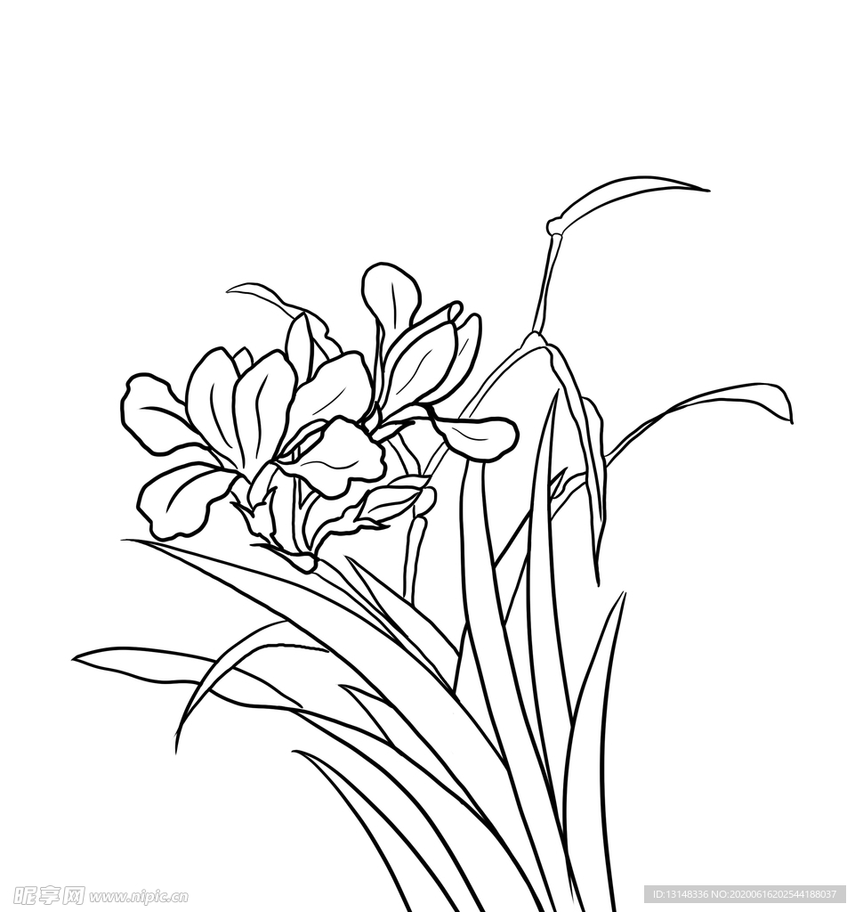 兰花