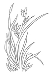 兰花