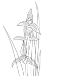 兰花