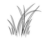 兰花