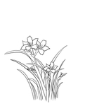 兰花