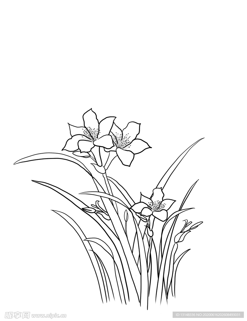 兰花