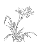 兰花