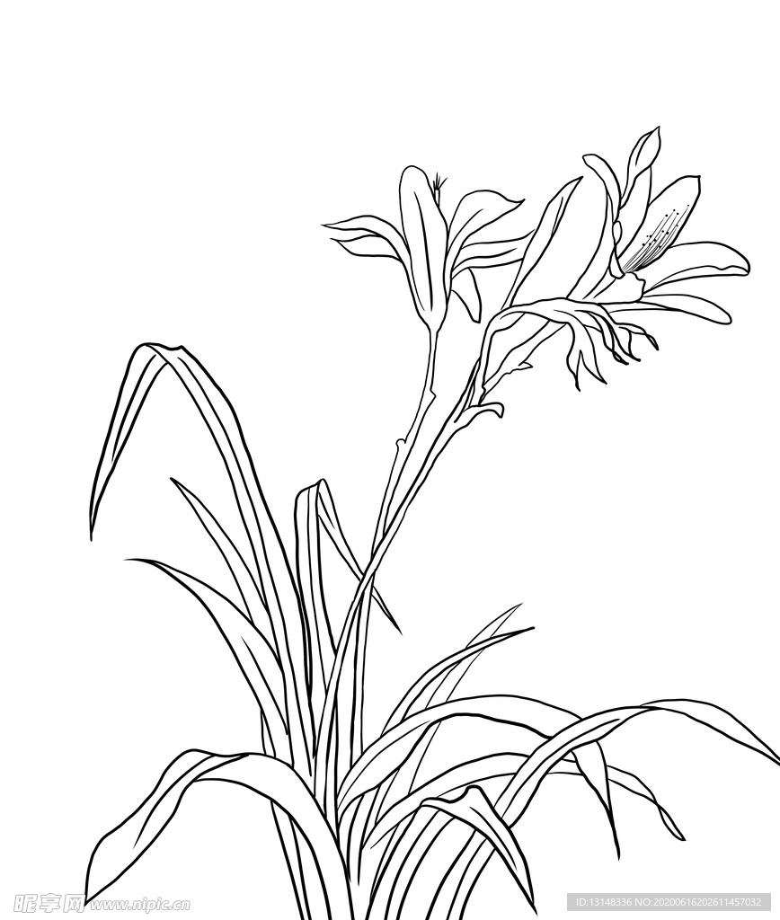 兰花