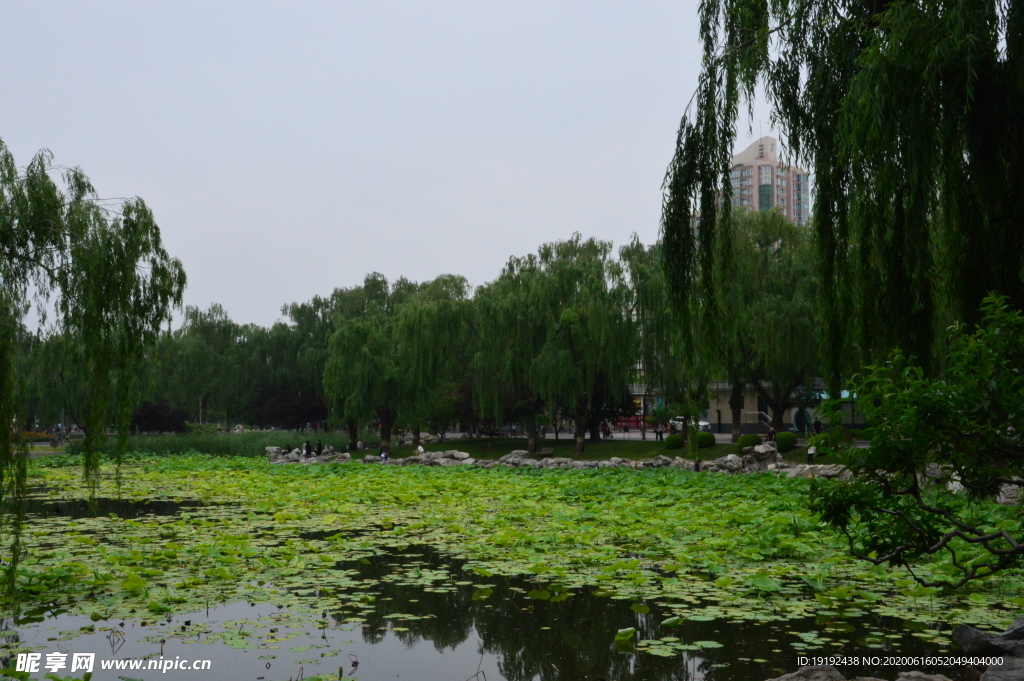 荷塘风景