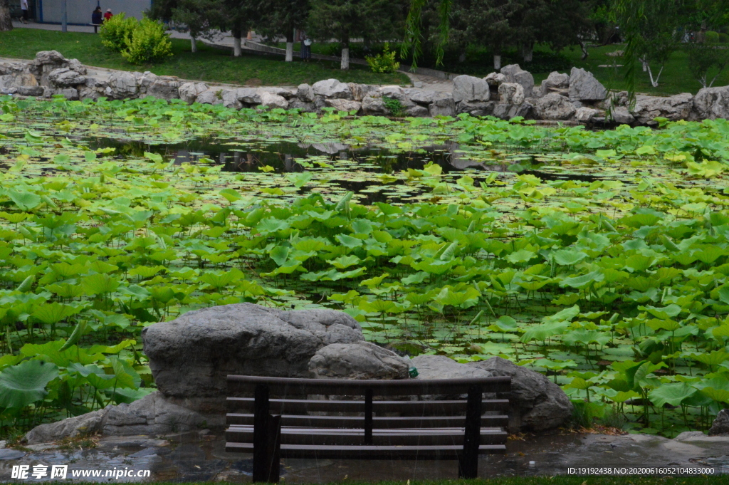 荷塘风景