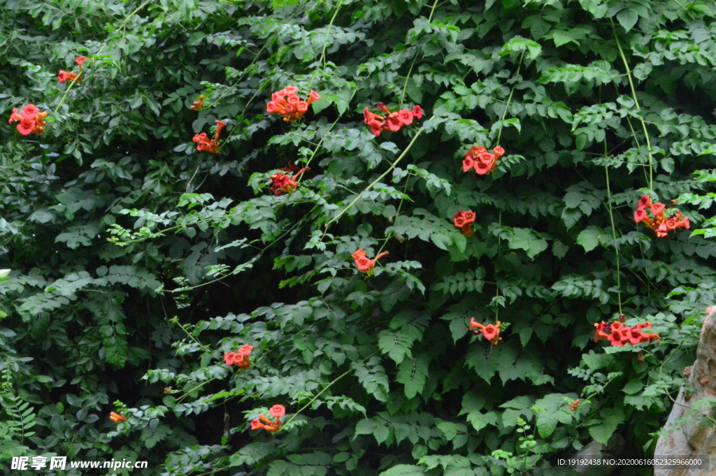 凌霄花