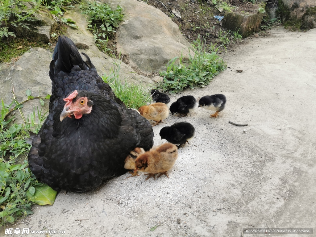 乌鸡仔