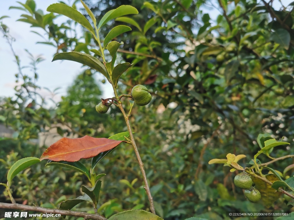 茶油果