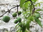冰脆李