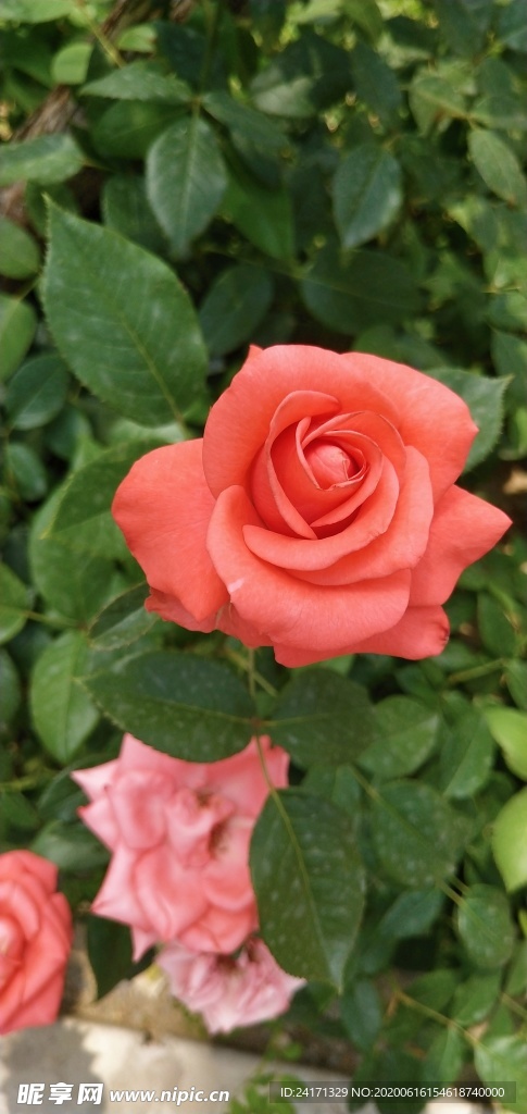 花