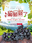葡萄熟了海报设计