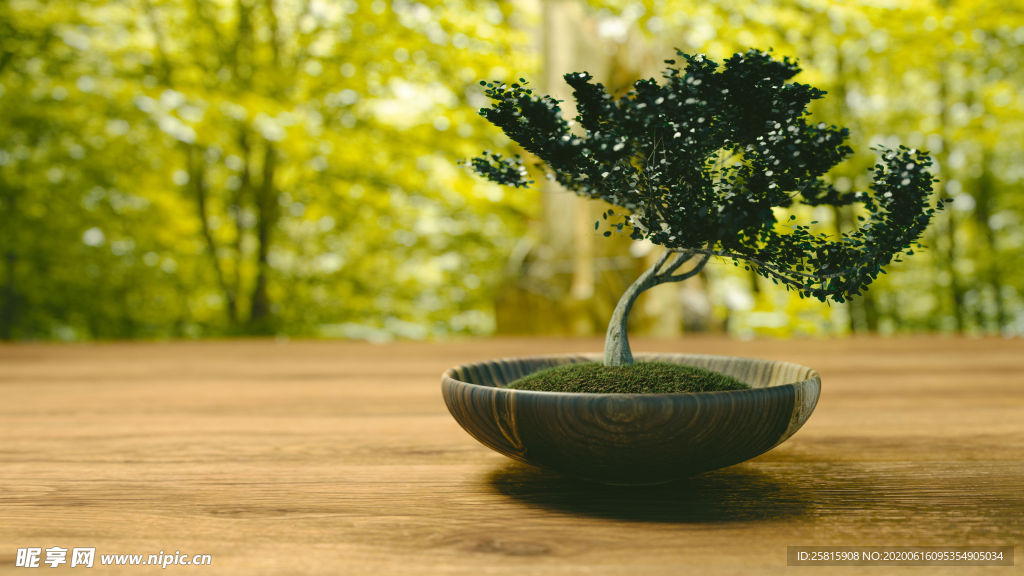 盆栽盆景室内花草景物图片