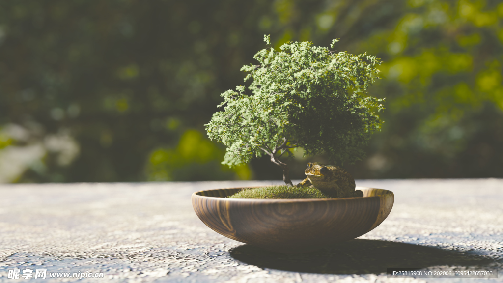 盆栽盆景室内花草景物图片