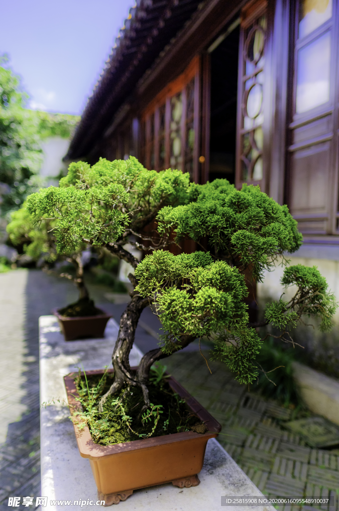 盆栽盆景室内花草景物图片