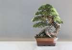 盆栽盆景瓶栽室内外花草图片