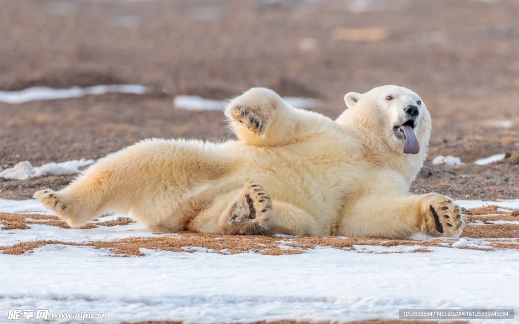北极北极熊 熊 小白熊 北熊