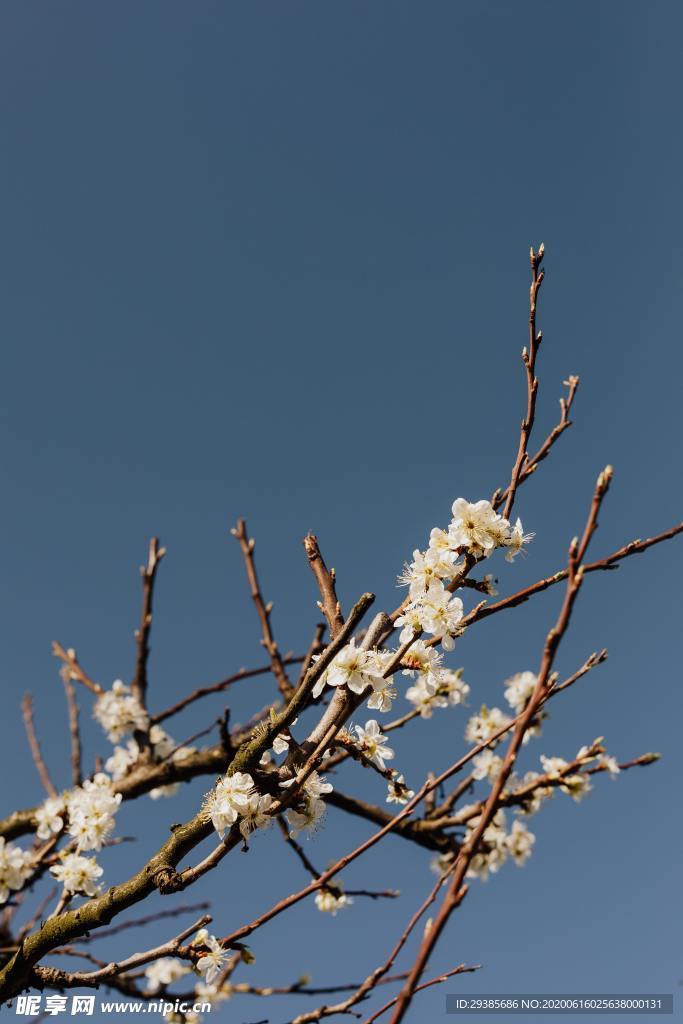 梅花