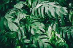 绿植物