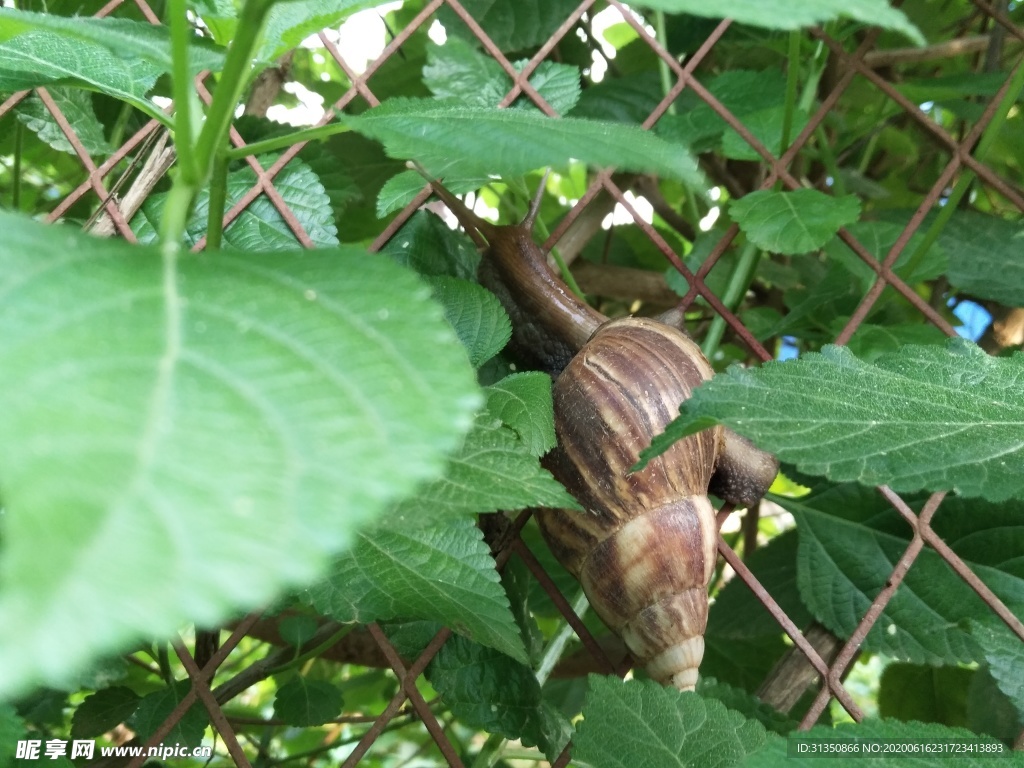 蜗牛
