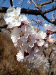 花团锦簇