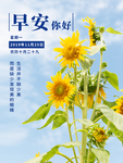 早安