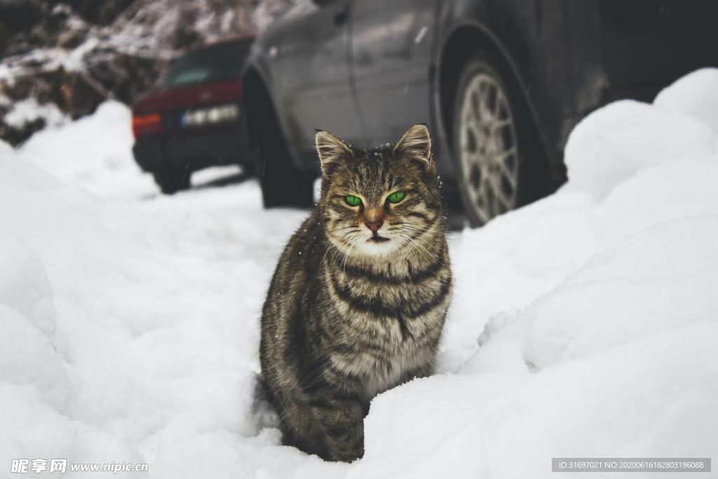 猫