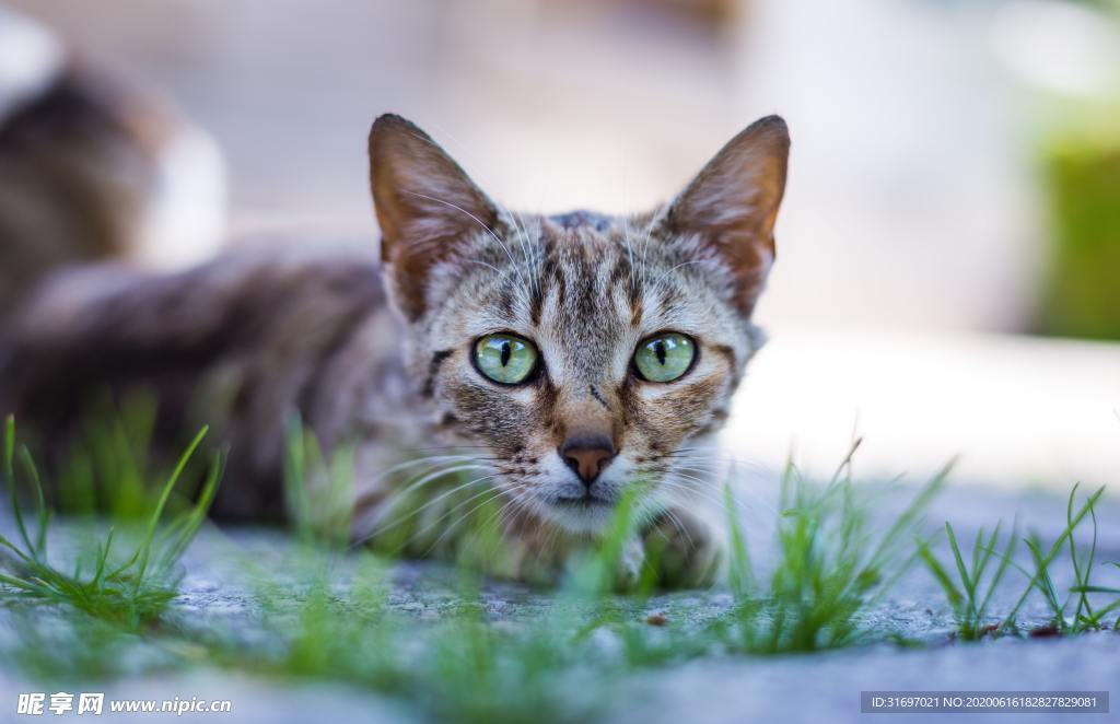 猫
