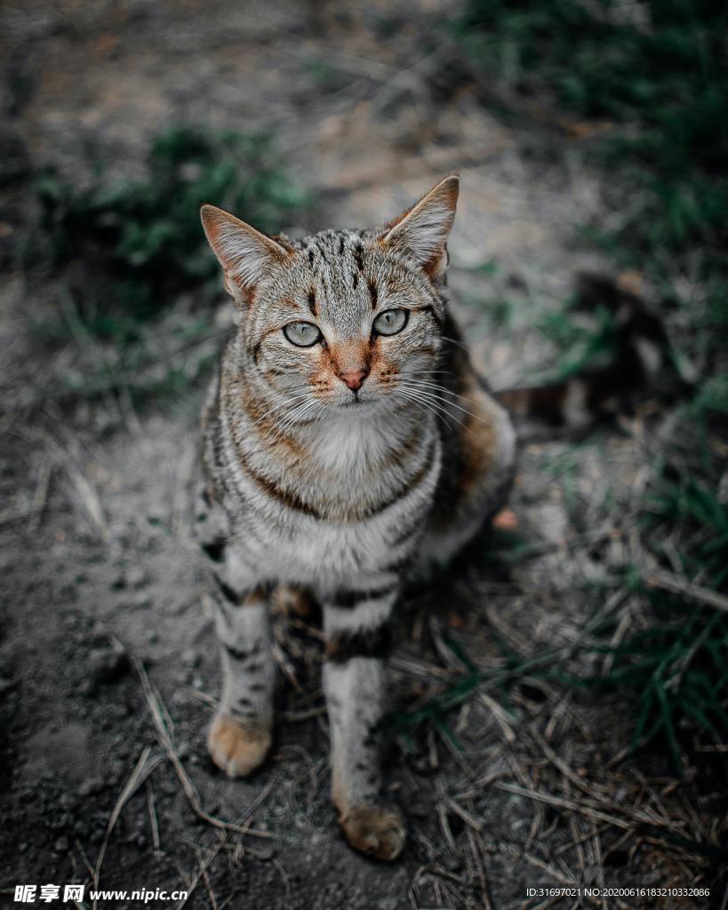 猫