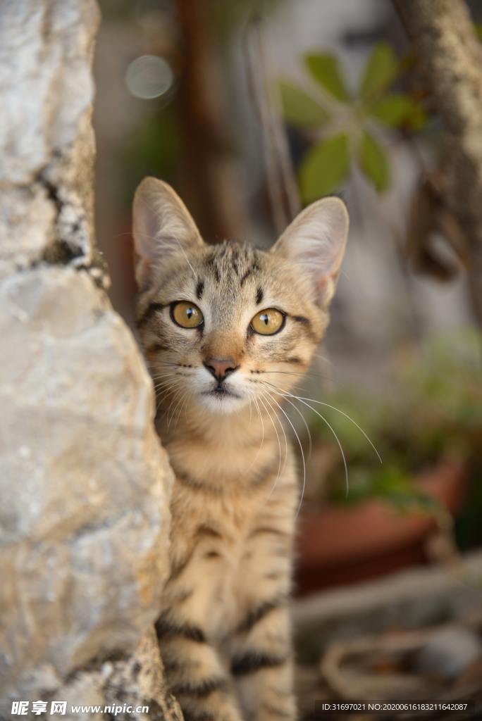 猫
