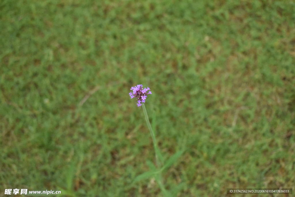 小紫花