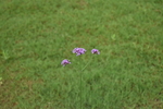 三朵紫花