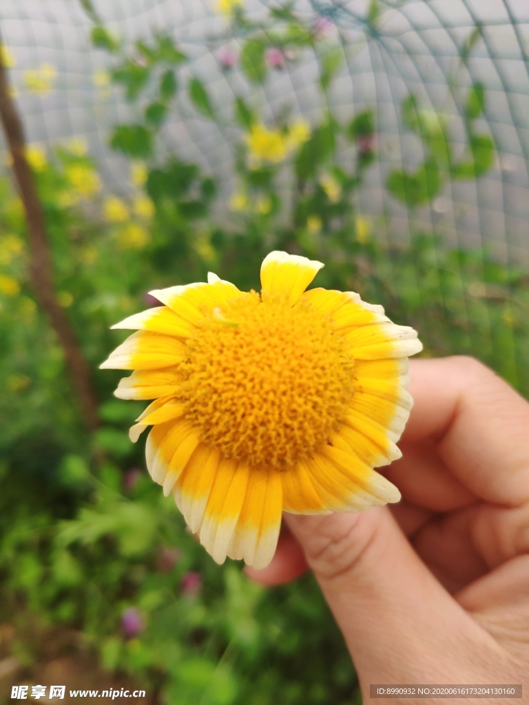 茼蒿花