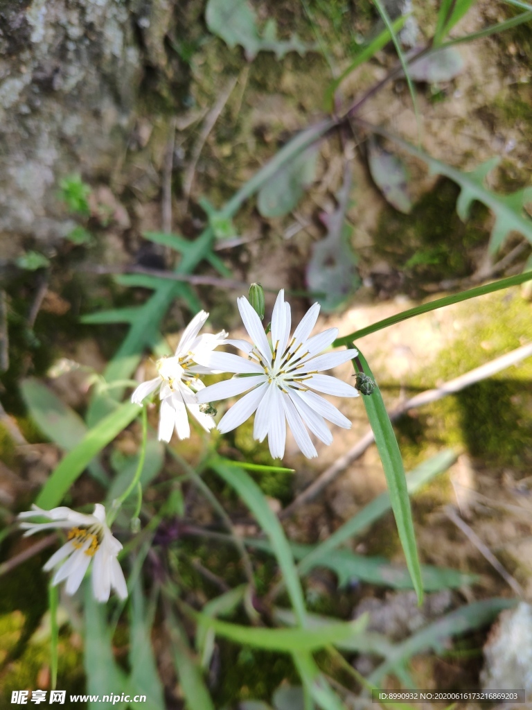 苦荬菜