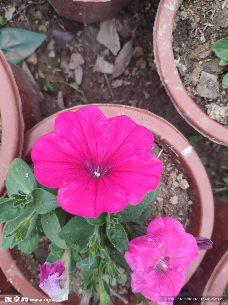 牵牛花
