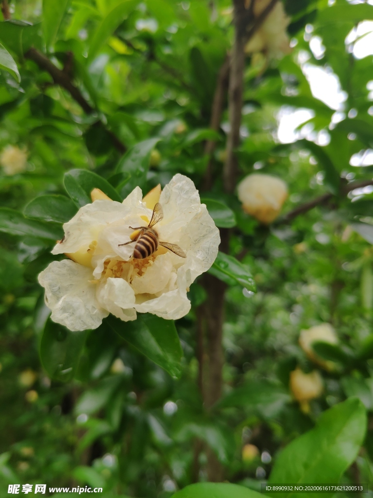 石榴花