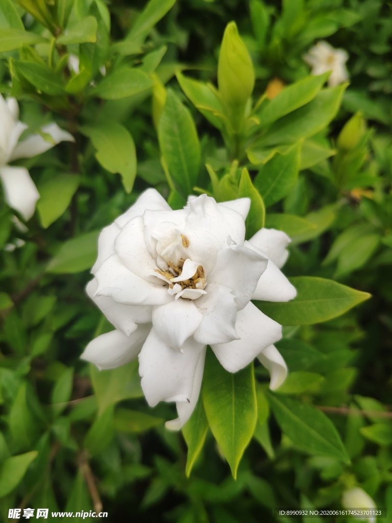栀子花